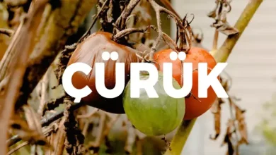 curuk zit anlami nedir