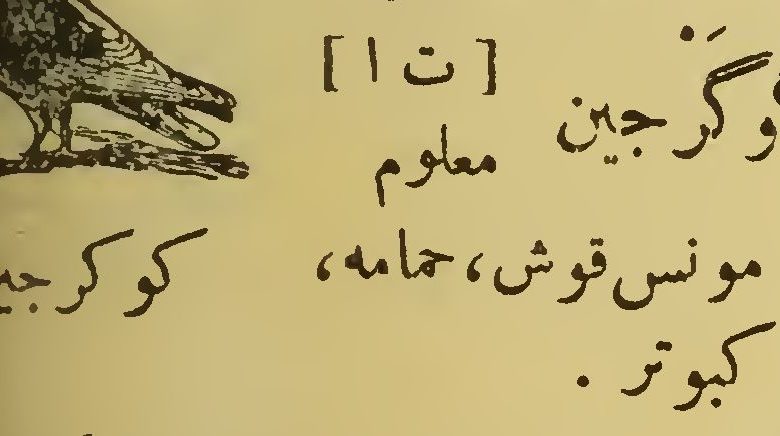 guvercin sozluk anlami