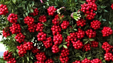 kokina çiçeği anlami