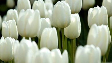 beyaz lale anlami