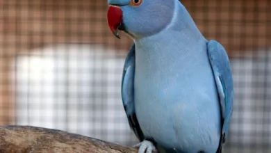 gri papağan fiyatları