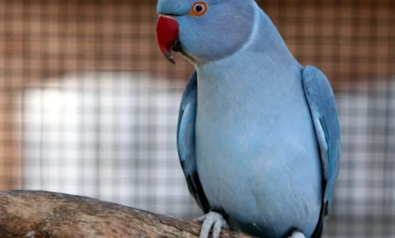 gri papağan fiyatları